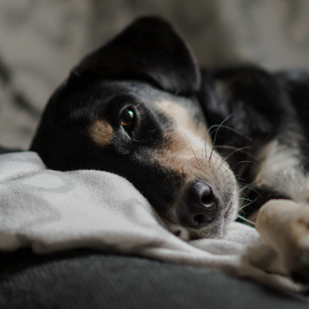 Cute little dog sleeping on a bed