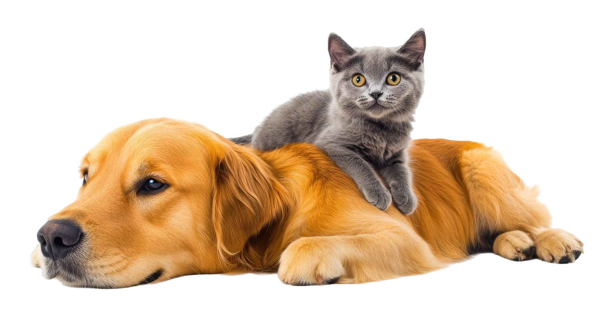 view-cats-dogs-being-friends