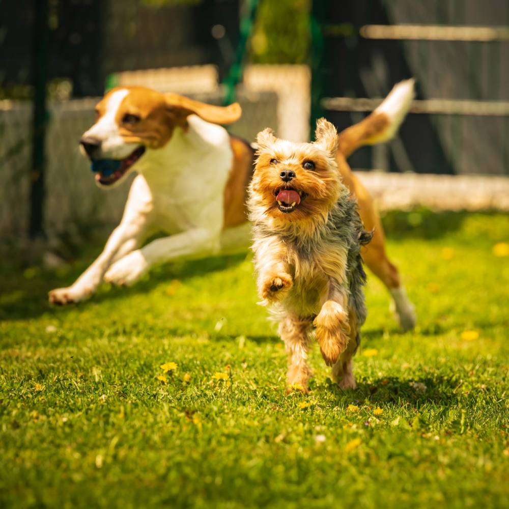 Dogs playing in a yard